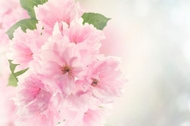 Pink Yoga Mat with Watercolor Cherry Blossoms
